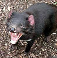 1 Tasmanischer Teufel