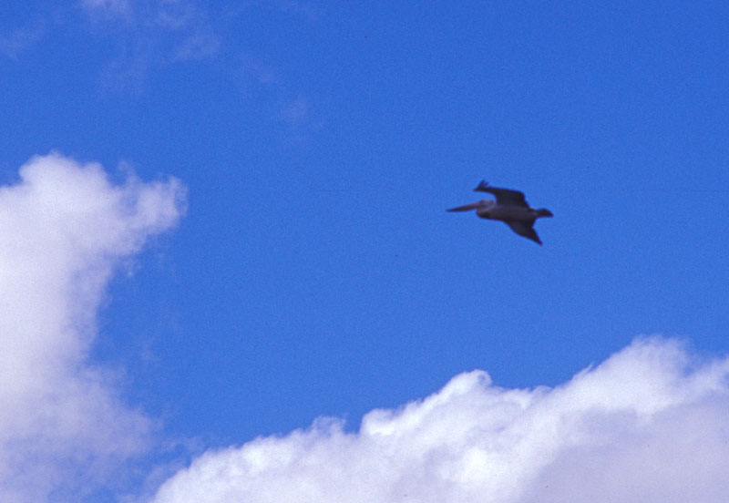 Fliegender Pelikan