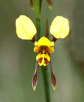 6 Tiger-Orchid