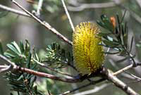Honeysuckle Tree